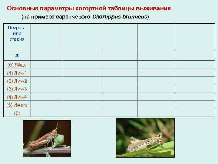 Основные параметры когортной таблицы выживания (на примере саранчевого Chortippus brunneus) Возраст или стадия x