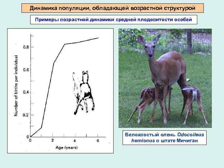 Динамика популяции, обладающей возрастной структурой Примеры возрастной динамики средней плодовитости особей Белохвостый олень Odocoileus