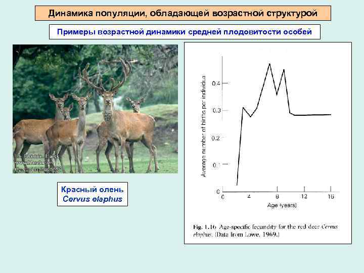 Рассмотрите рисунок что вы можете сказать о структуре данных популяций