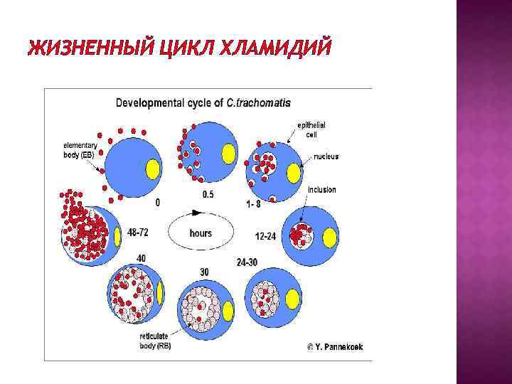 Жизненный цикл хламидий