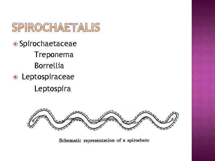  Spirochaetaceae Treponema Borrellia Leptospiraceae Leptospira 
