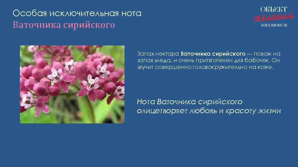 Особая исключительная нота Ваточника сирийского Запах нектара Ваточника сирийского — похож на запах меда,