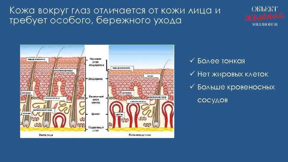 Кожа вокруг глаз отличается от кожи лица и требует особого, бережного ухода ü Более