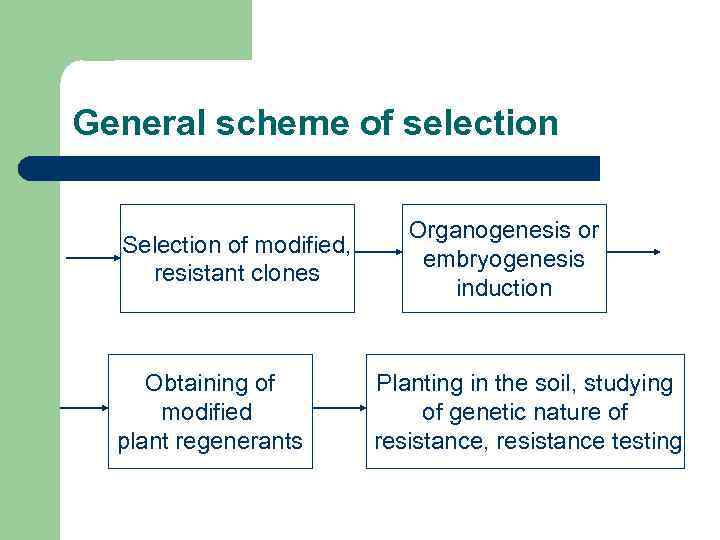 General scheme of selection Selection of modified, resistant clones Obtaining of modified plant regenerants