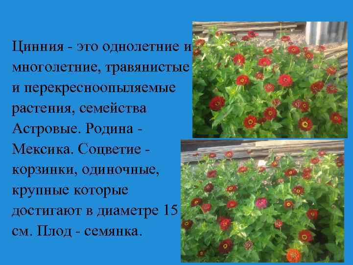 Цинния - это однолетние и многолетние, травянистые и перекресноопыляемые растения, семейства Астровые. Родина Мексика.