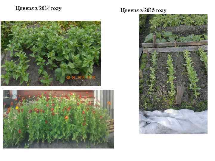 Цинния в 2014 году Цинния в 2015 году 