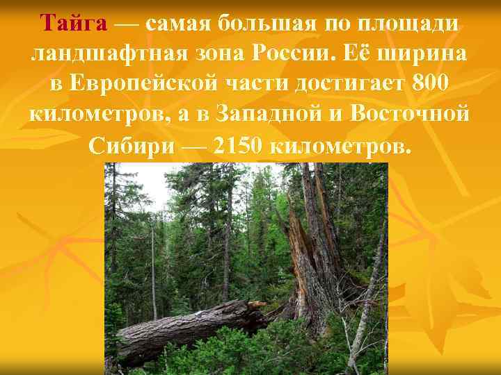 Тайга — самая большая по площади ландшафтная зона России. Её ширина в Европейской части