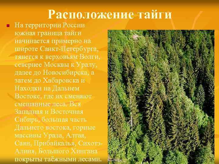 Расположение тайги n На территории России южная граница тайги начинается примерно на широте Санкт-Петербурга,