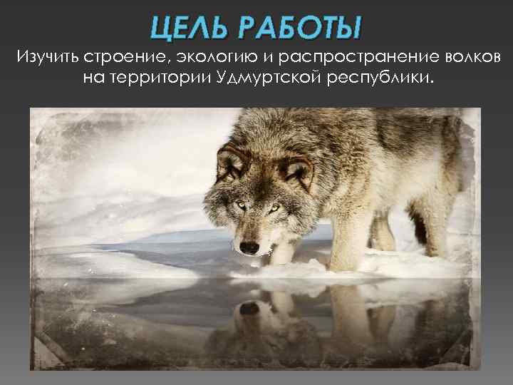 ЦЕЛЬ РАБОТЫ Изучить строение, экологию и распространение волков на территории Удмуртской республики. 