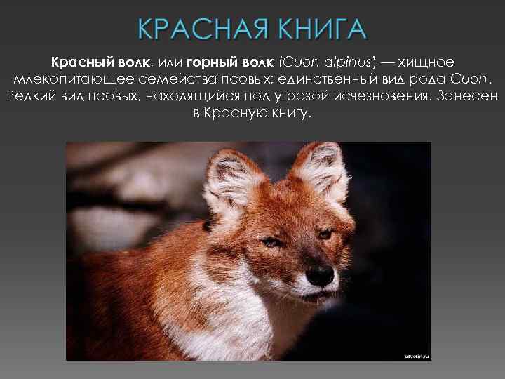 КРАСНАЯ КНИГА Красный волк, или горный волк (Cuon alpinus) — хищное млекопитающее семейства псовых;