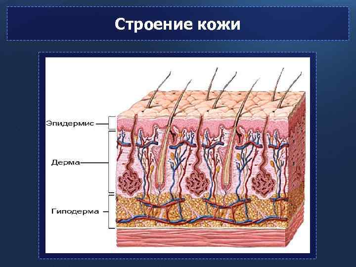 Строение кожи 