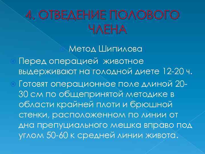 4. ОТВЕДЕНИЕ ПОЛОВОГО ЧЛЕНА Метод Шипилова Перед операцией животное выдерживают на голодной диете 12