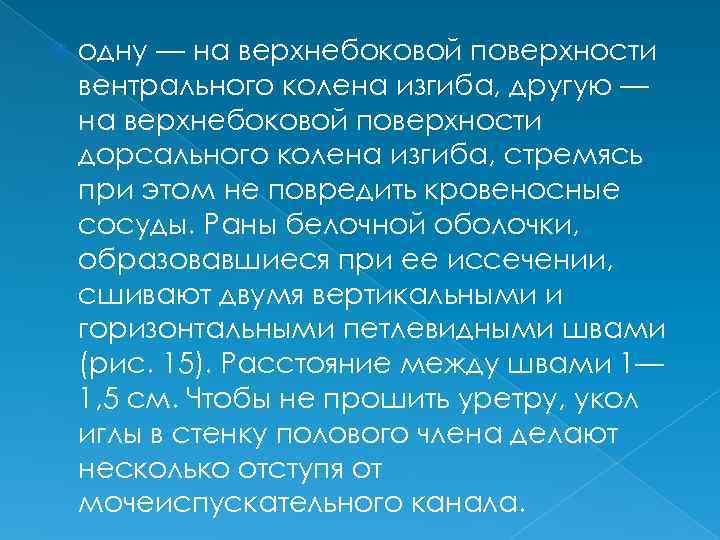  одну — на верхнебоковой поверхности вентрального колена изгиба, другую — на верхнебоковой поверхности