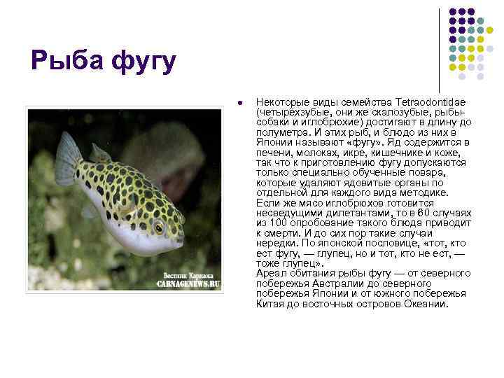 Рыба фугу l Некоторые виды семейства Tetraodontidae (четырёхзубые, они же скалозубые, рыбысобаки и иглобрюхие)