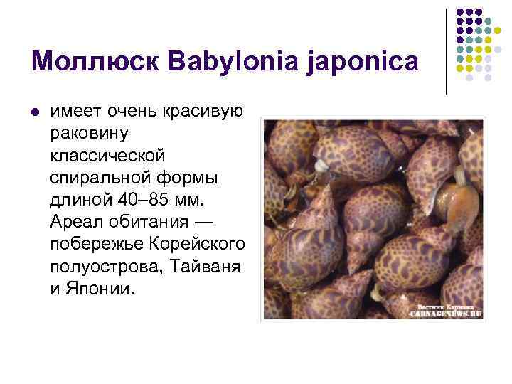 Моллюск Babylonia japonica l имеет очень красивую раковину классической спиральной формы длиной 40– 85