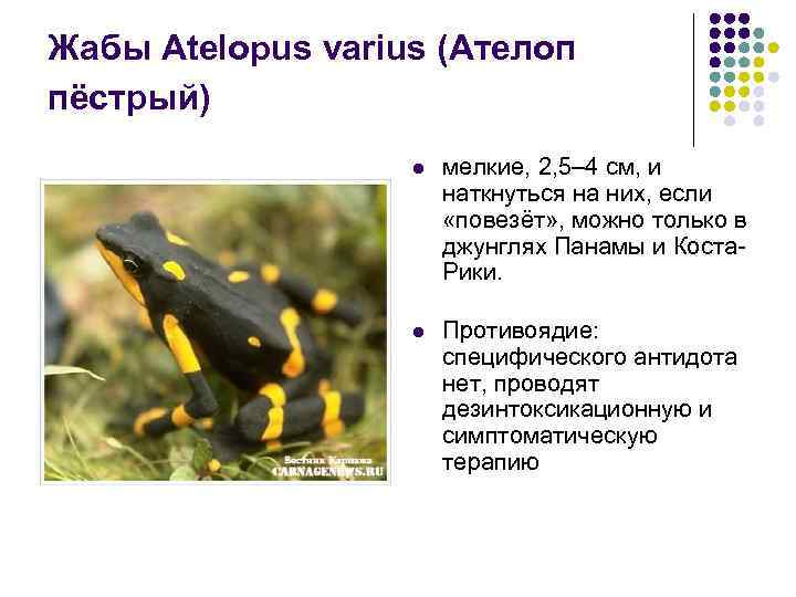 Жабы Atelopus varius (Ателоп пёстрый) l мелкие, 2, 5– 4 см, и наткнуться на