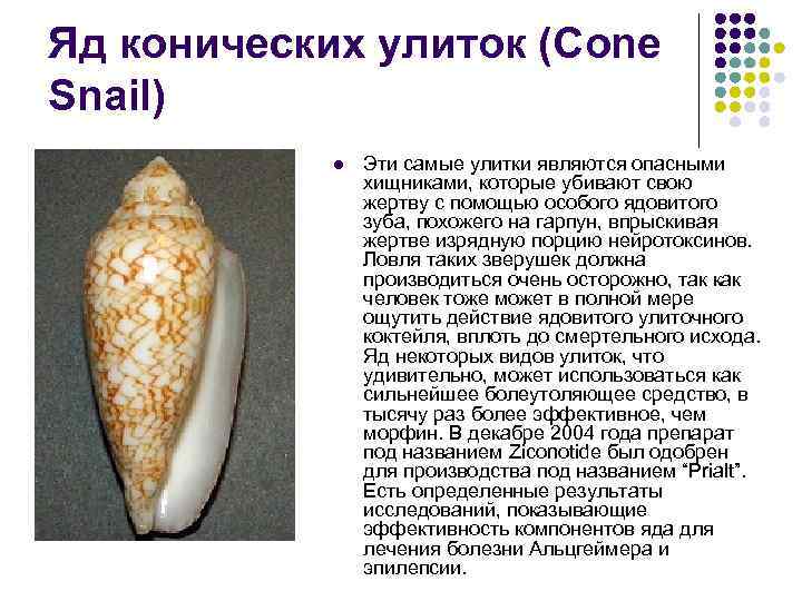 Яд конических улиток (Cone Snail) l Эти самые улитки являются опасными хищниками, которые убивают