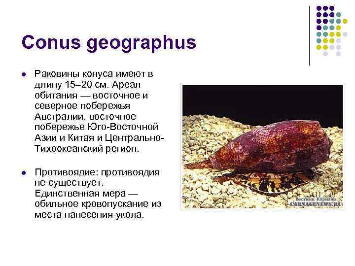 Conus geographus l Раковины конуса имеют в длину 15– 20 см. Ареал обитания —