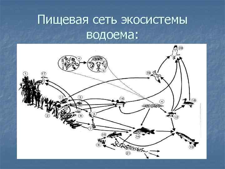 Пищевая сеть экосистемы водоема: 