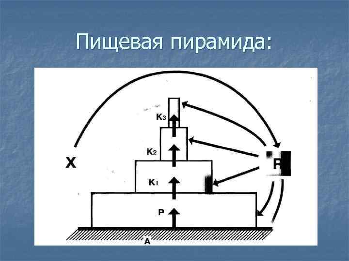 Пищевая пирамида: 