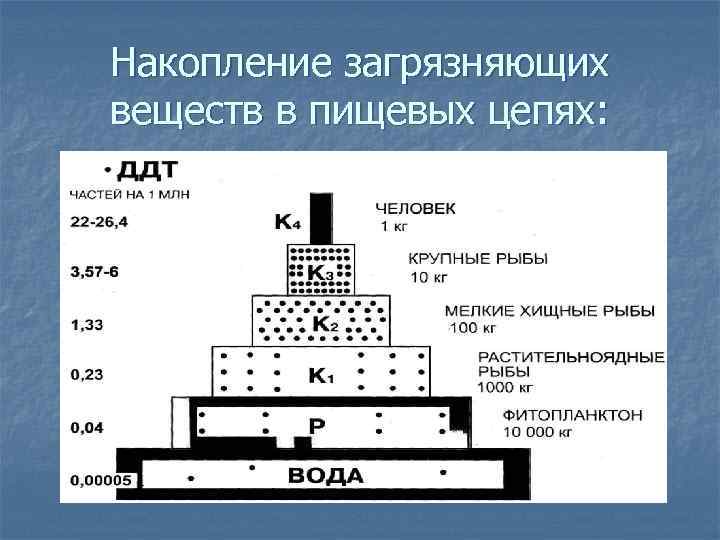 Накопление загрязняющих веществ в пищевых цепях: 