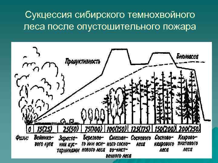 Установите последовательность смены биогеоценозов. Экологическая сукцессия первичная сукцессия вторичная сукцессия. Схема вторичной экологической сукцессии. Схема сукцессии. Вторичная сукцессия схема.