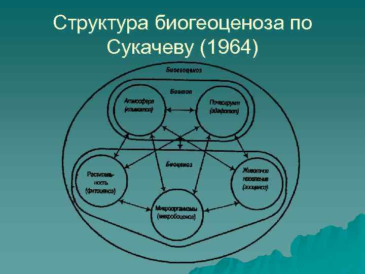 Структура биогеоценоза по Сукачеву (1964) 