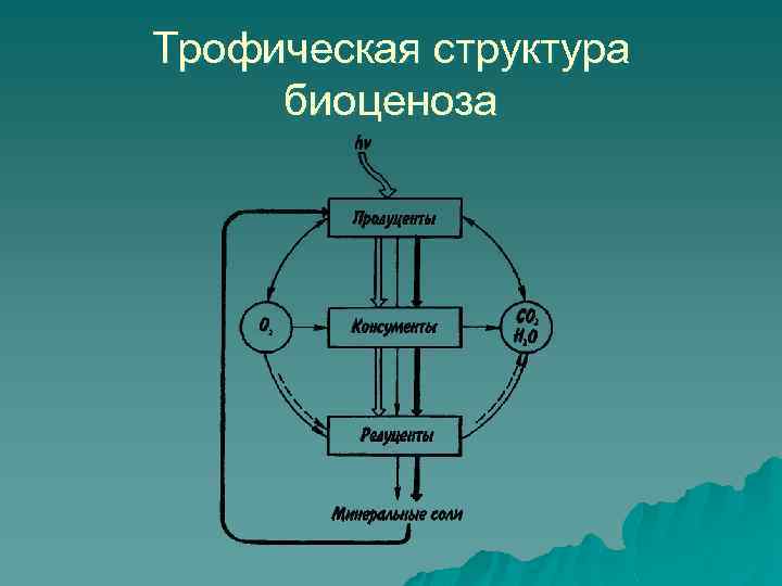 Структура биоценоза схема