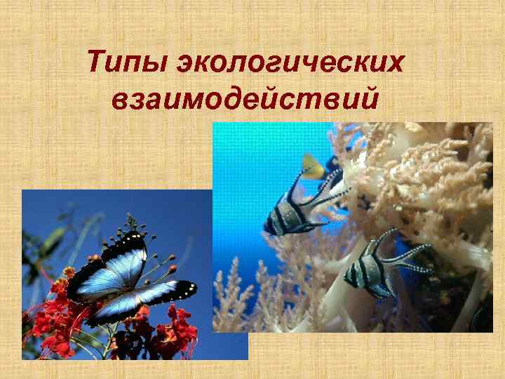 Типы экологических взаимодействий 