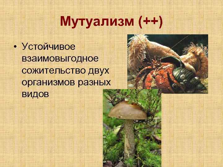 Мутуализм (++) • Устойчивое взаимовыгодное сожительство двух организмов разных видов 