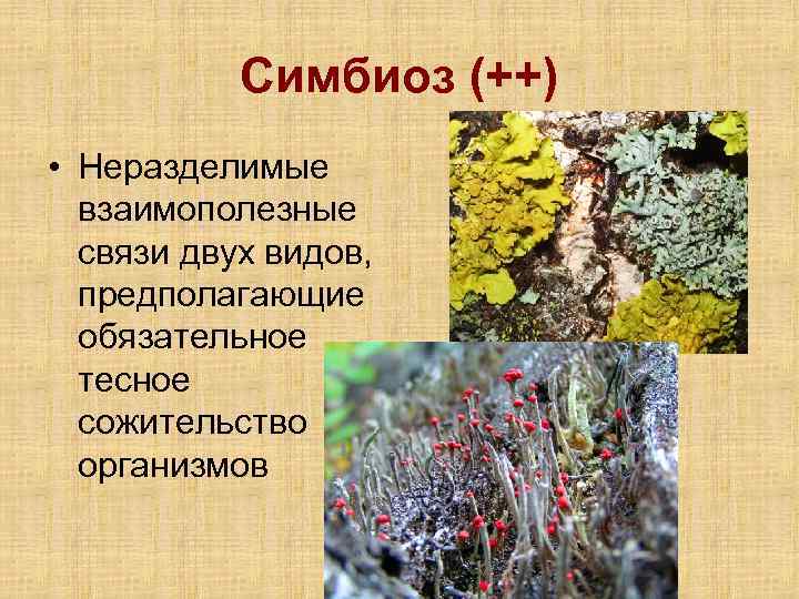 Симбиоз (++) • Неразделимые взаимополезные связи двух видов, предполагающие обязательное тесное сожительство организмов 