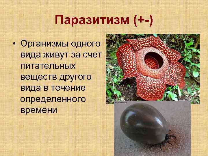 Паразитизм (+-) • Организмы одного вида живут за счет питательных веществ другого вида в