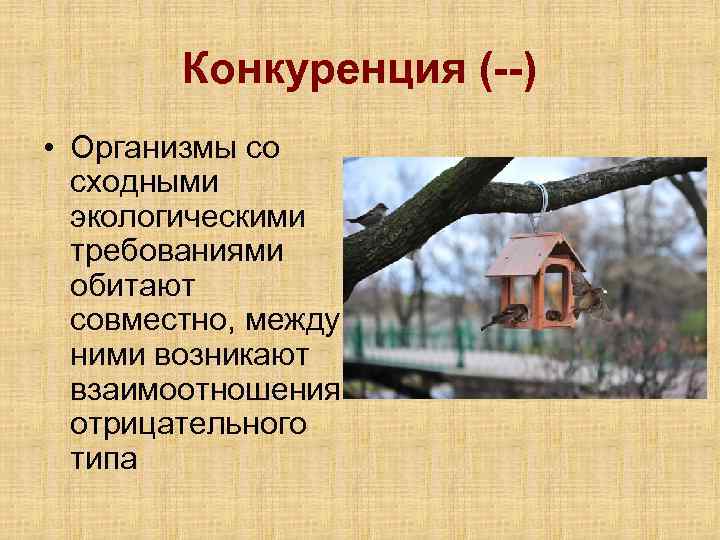 Конкуренция (--) • Организмы со сходными экологическими требованиями обитают совместно, между ними возникают взаимоотношения