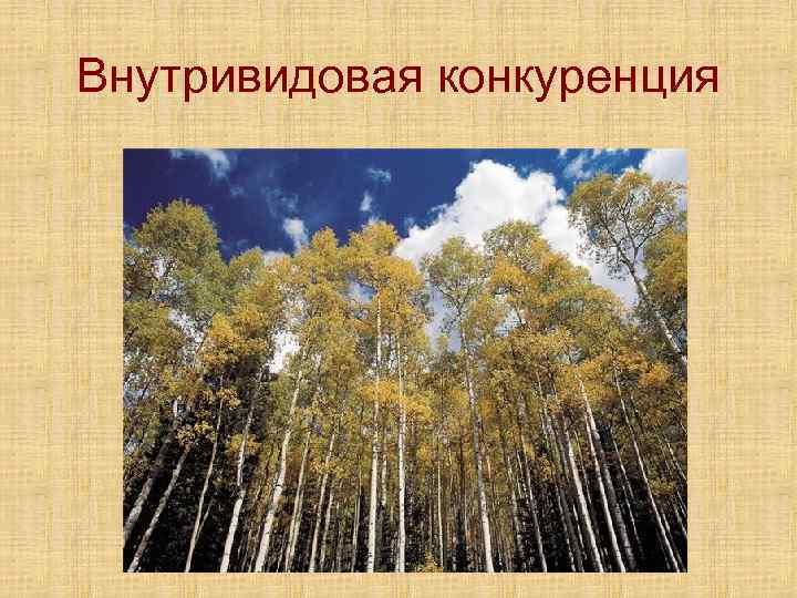 Внутривидовая конкуренция 