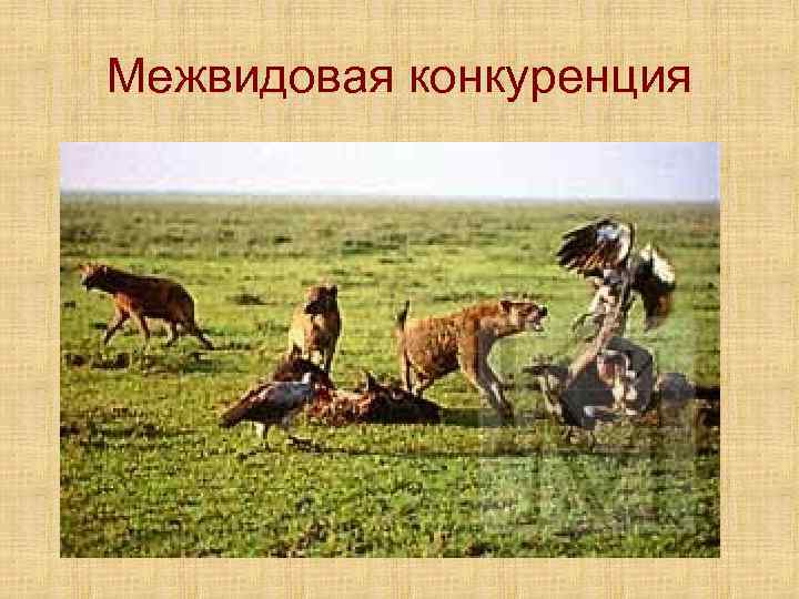 Межвидовая конкуренция 