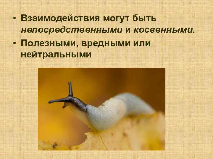  • Взаимодействия могут быть непосредственными и косвенными. • Полезными, вредными или нейтральными 