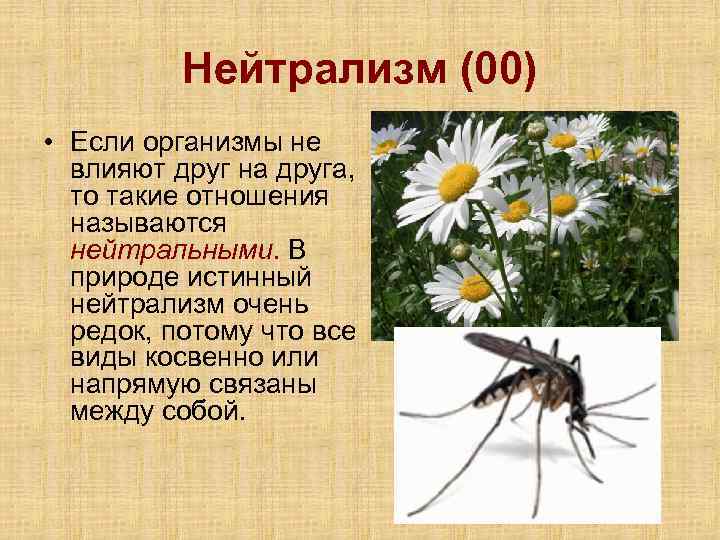 Нейтрализм (00) • Если организмы не влияют друг на друга, то такие отношения называются