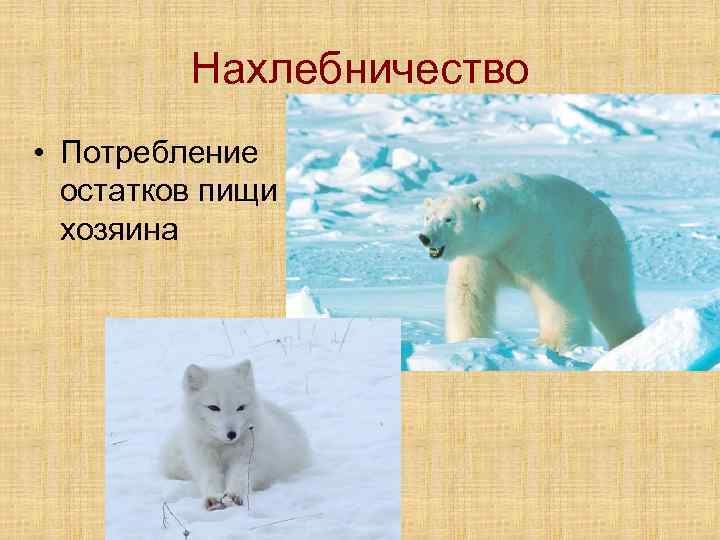 Нахлебничество • Потребление остатков пищи хозяина 