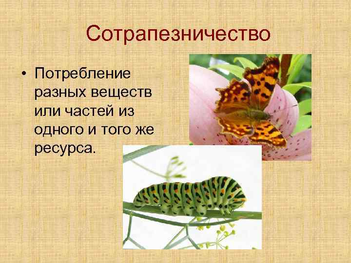 Сотрапезничество • Потребление разных веществ или частей из одного и того же ресурса. 