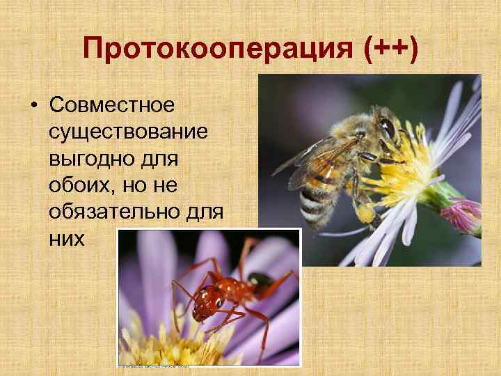 Протокооперация (++) • Совместное существование выгодно для обоих, но не обязательно для них 