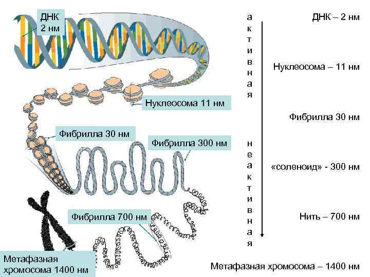 ДНК 2 нм Нуклеосома 11 нм а к т и в н а я