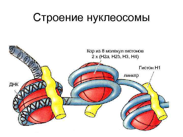 Строение нуклеосомы Кор из 8 молекул гистонов 2 х (Н 2 а, Н 2