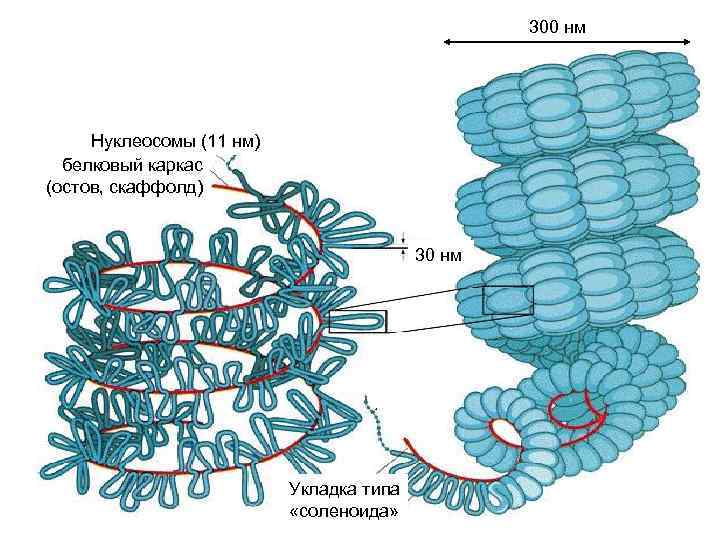 300 нм Нуклеосомы (11 нм) белковый каркас (остов, скаффолд) 30 нм Укладка типа «соленоида»