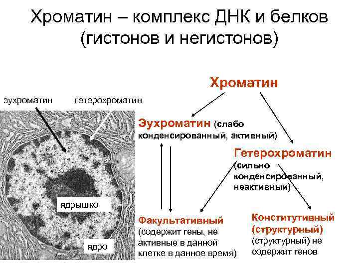 Хроматин – комплекс ДНК и белков (гистонов и негистонов) Хроматин эухроматин гетерохроматин Эухроматин (слабо