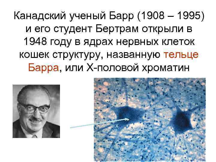 Канадский ученый Барр (1908 – 1995) и его студент Бертрам открыли в 1948 году