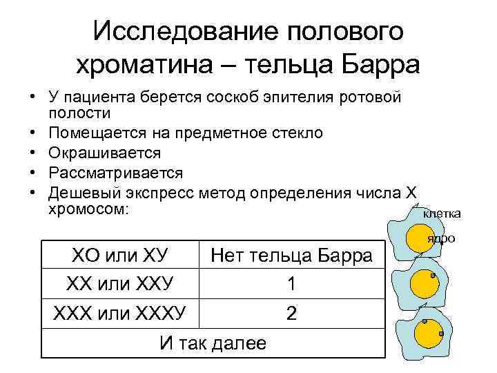 Исследование полового хроматина – тельца Барра • У пациента берется соскоб эпителия ротовой полости