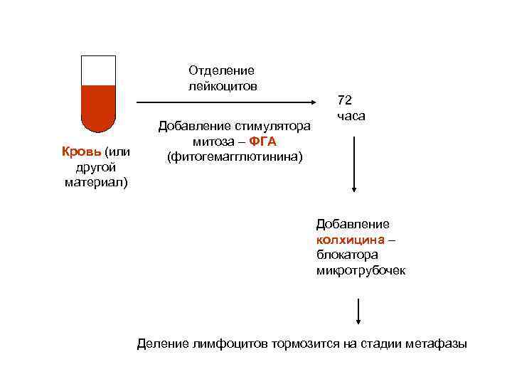 Отделение лейкоцитов Кровь (или другой материал) Добавление стимулятора митоза – ФГА (фитогемагглютинина) 72 часа