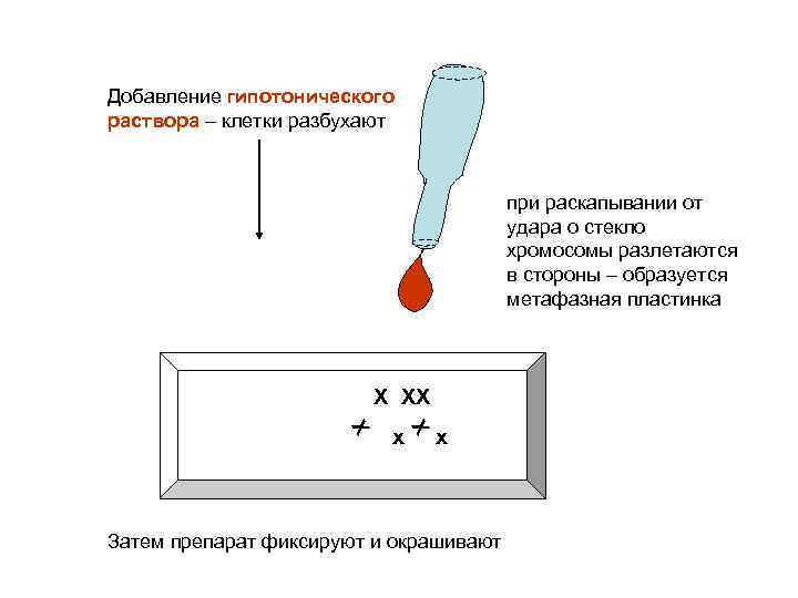 Добавление гипотонического раствора – клетки разбухают при раскапывании от удара о стекло хромосомы разлетаются