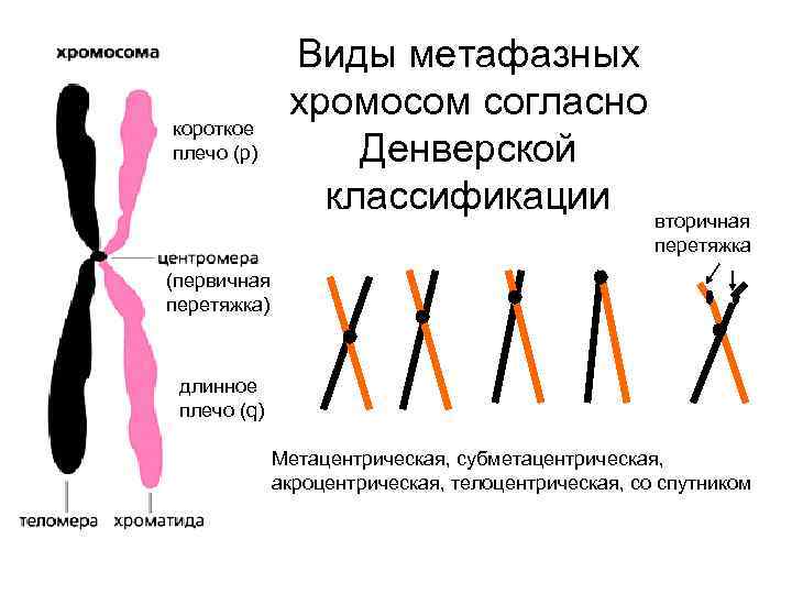 Виды метафазных хромосом согласно Денверской классификации вторичная короткое плечо (р) перетяжка (первичная перетяжка) длинное