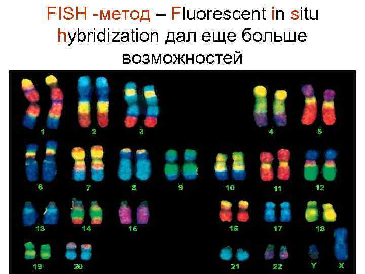 FISH -метод – Fluorescent in situ hybridization дал еще больше возможностей 